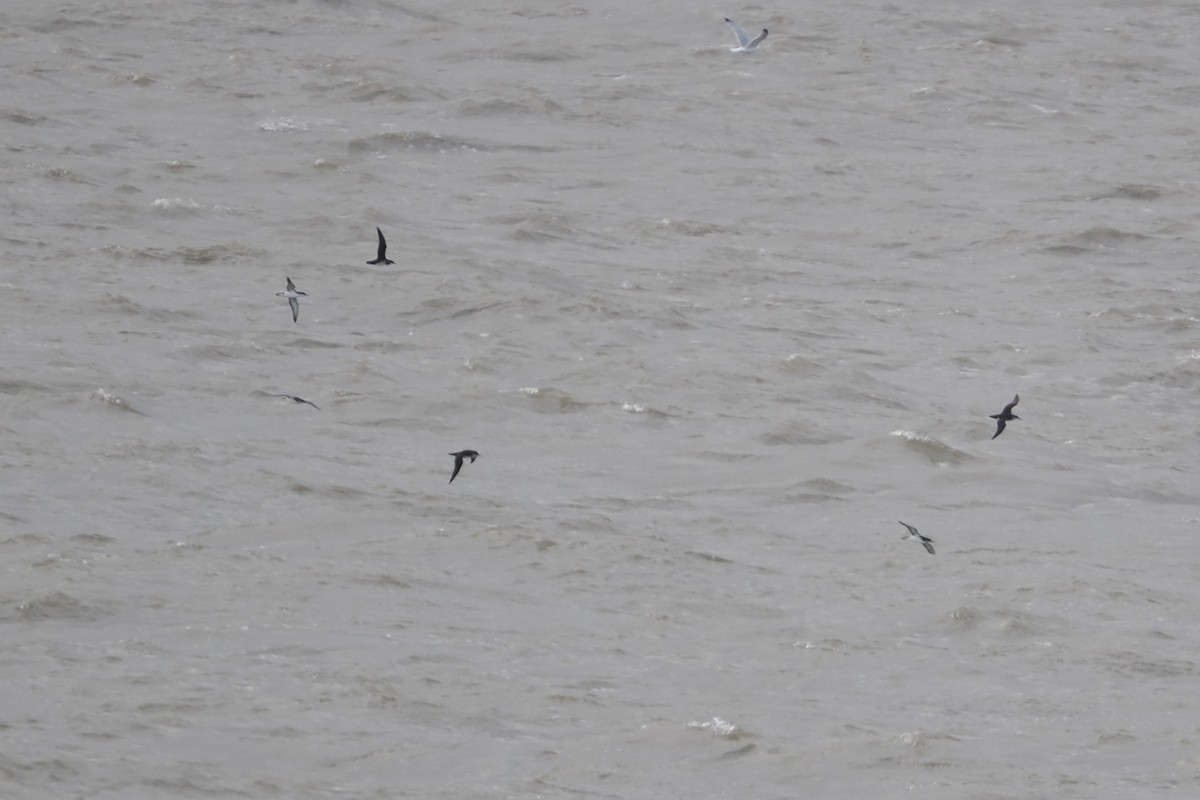 Manx Shearwater - ML639664503