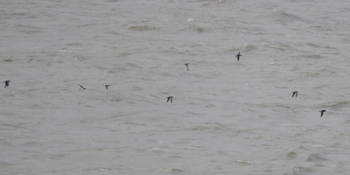 Manx Shearwater - ML639664504