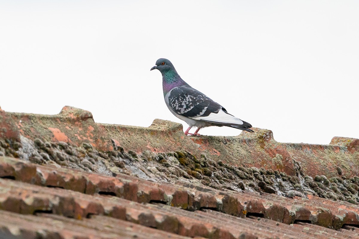 Rock Pigeon (Feral Pigeon) - ML639664586