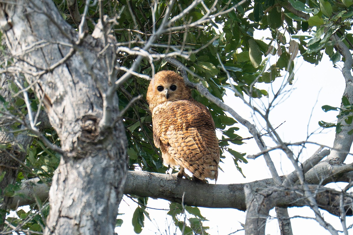Pel's Fishing-Owl - ML639664650