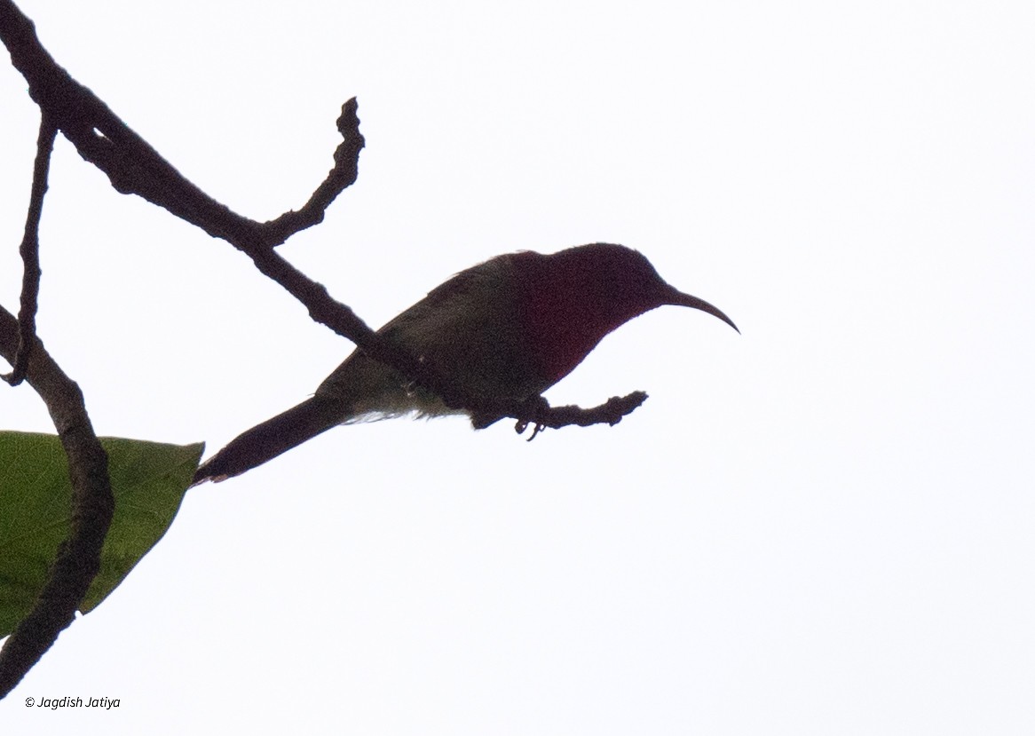 Crimson Sunbird - ML639664716