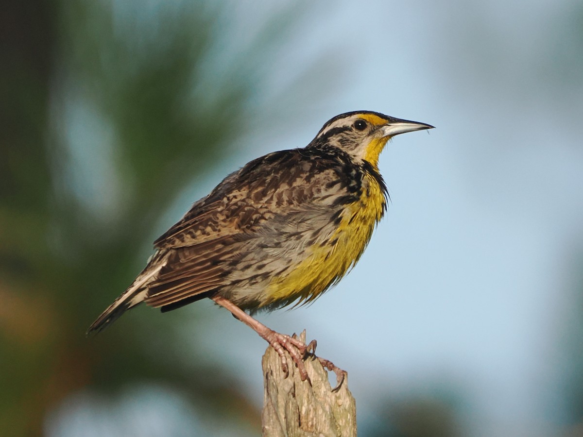 Eastern Meadowlark - ML639664717