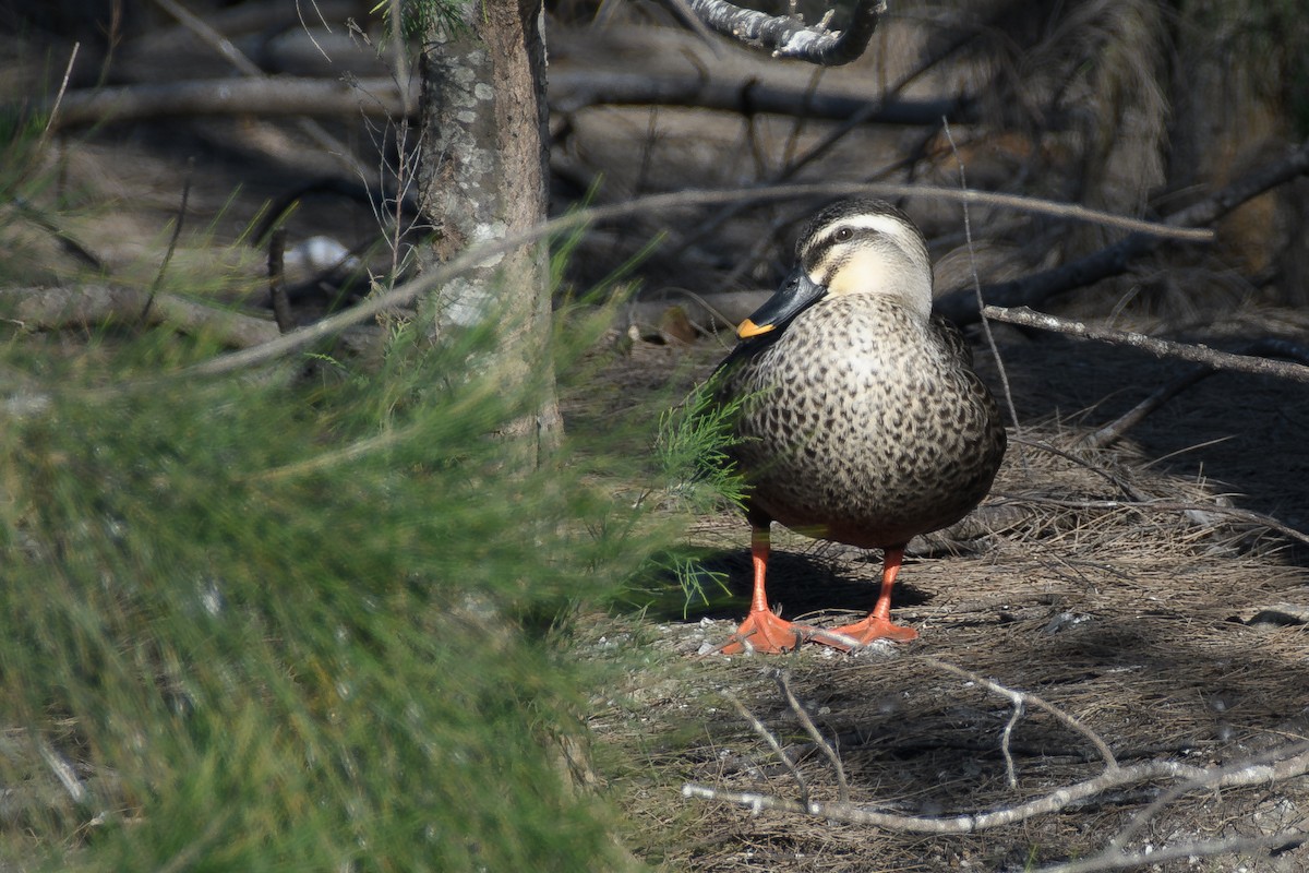Eastern Spot-billed Duck - ML639664741