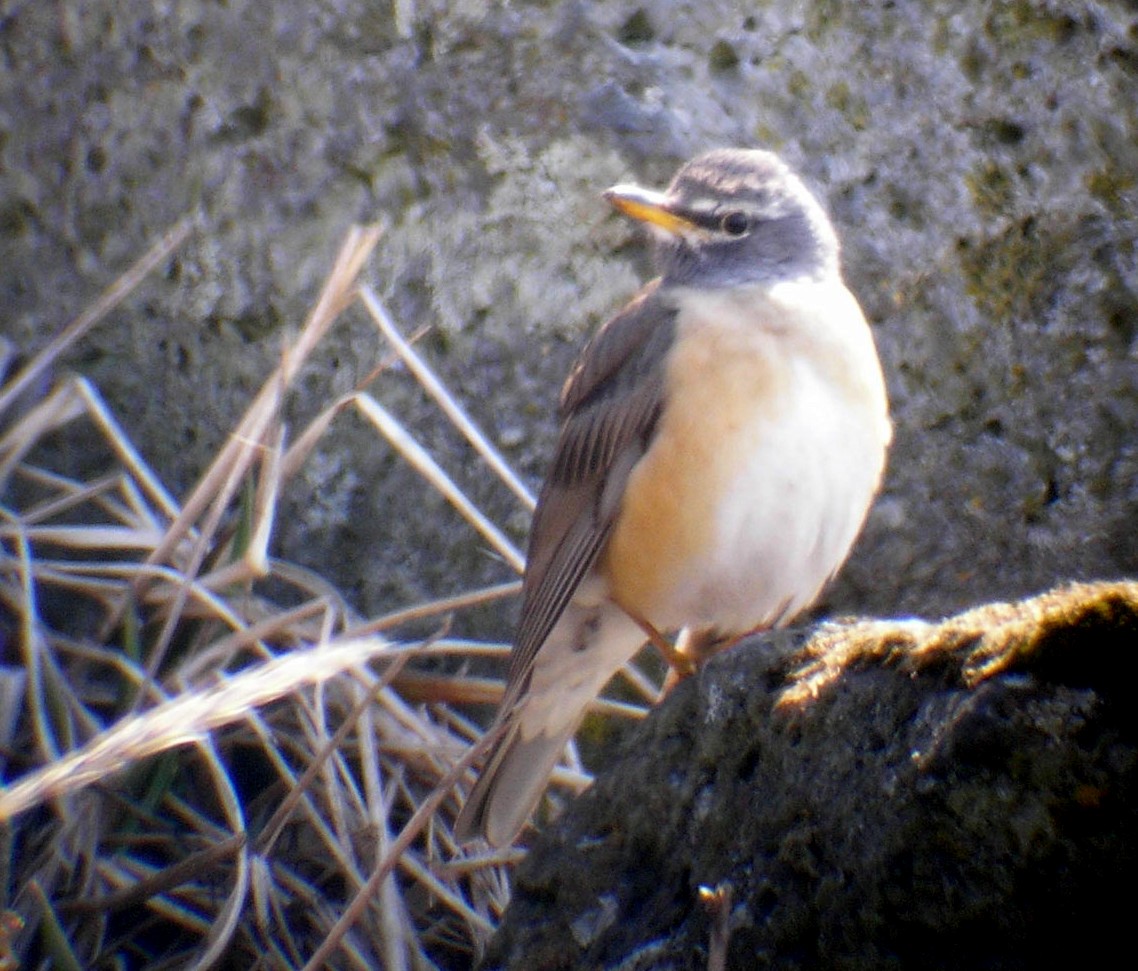 Халиун хөөндэй - ML639664764