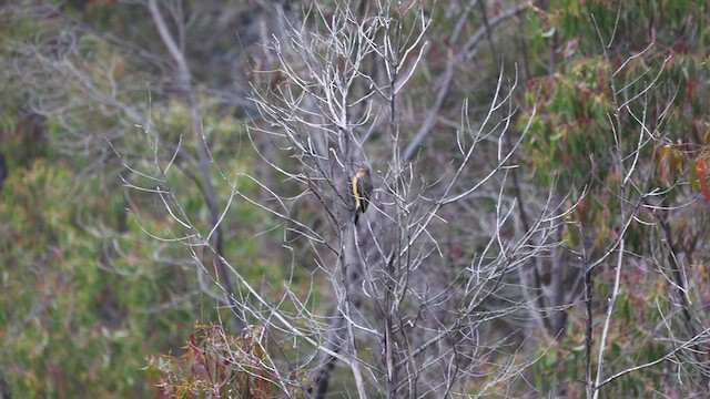 Andean Flicker - ML639664773