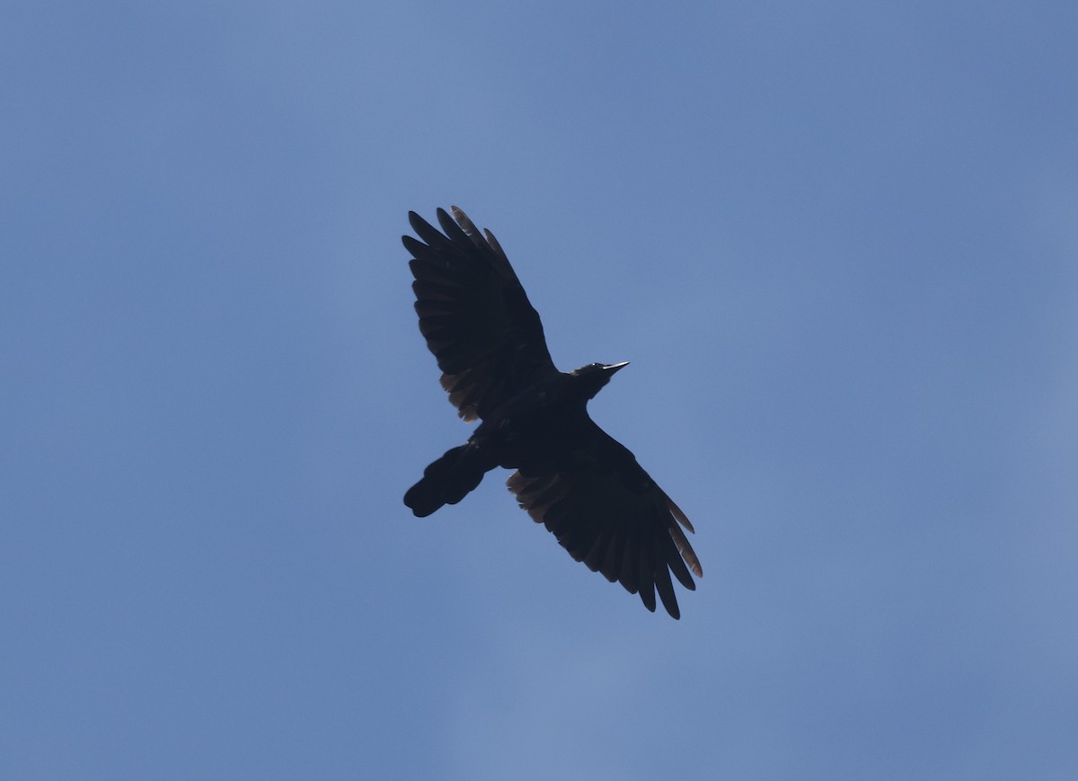 crow sp. - ML639664802