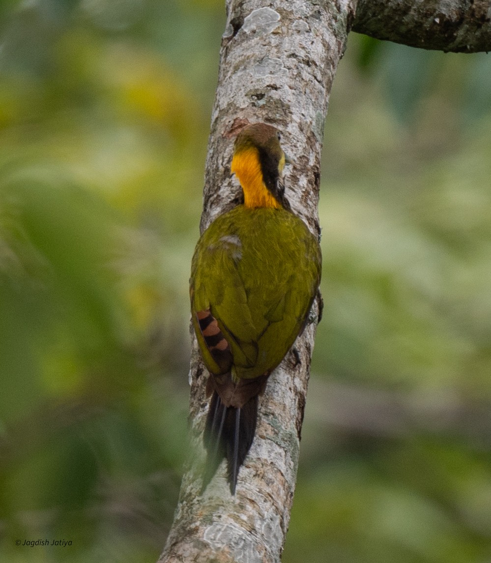 Greater Yellownape - ML639664813