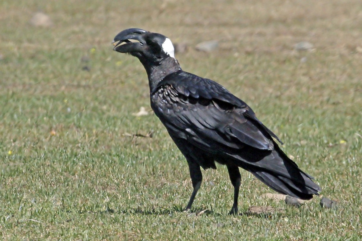 Corbeau corbivau - ML639664843