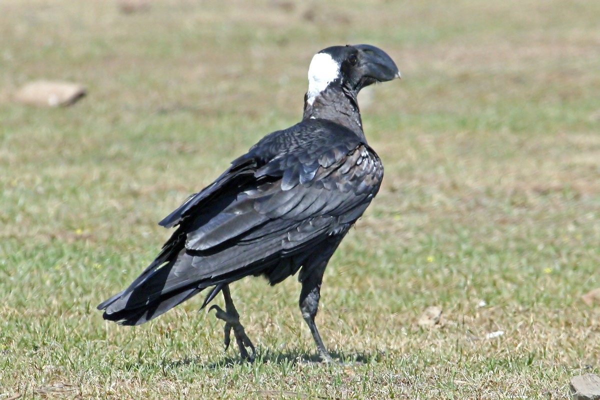 Corbeau corbivau - ML639664847