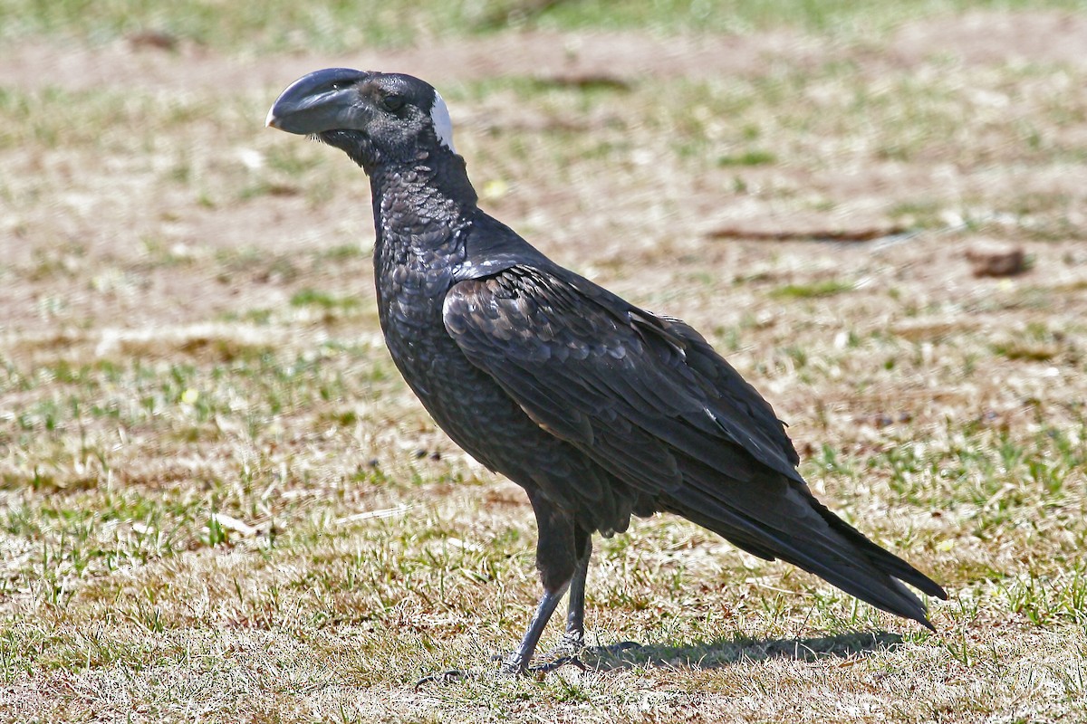 Corbeau corbivau - ML639664848