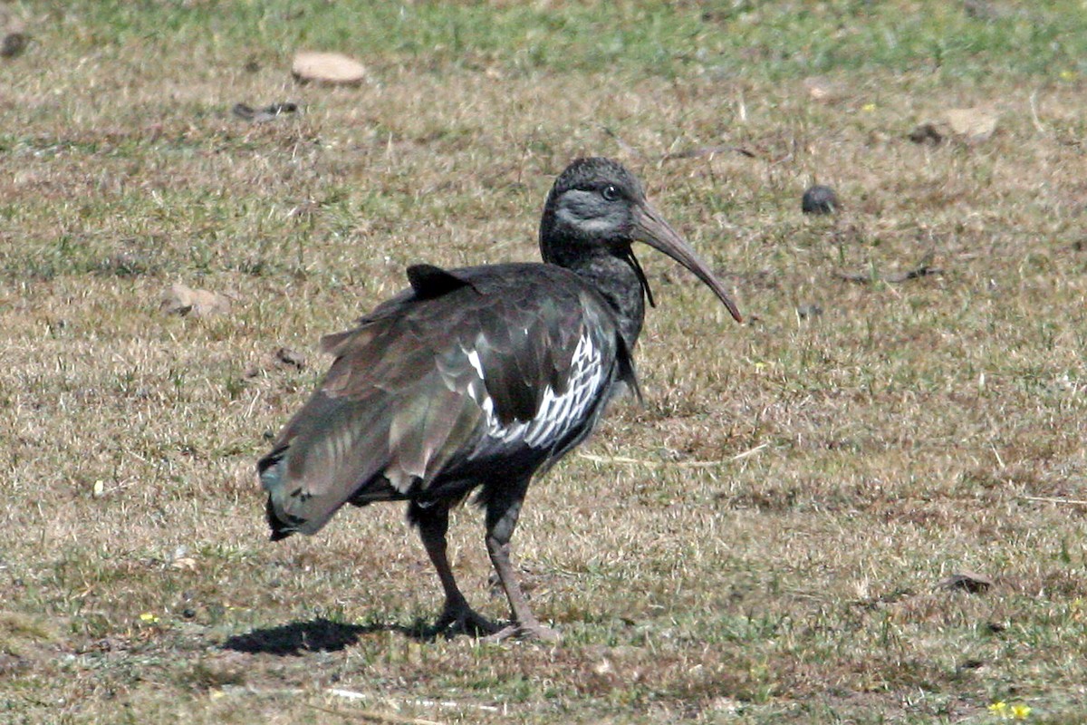 Ibis caronculé - ML639664860