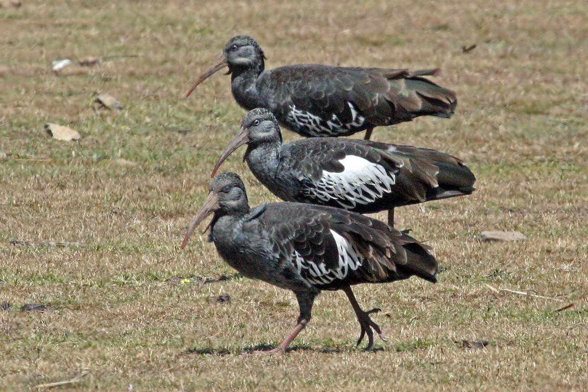 Ibis caronculé - ML639664864