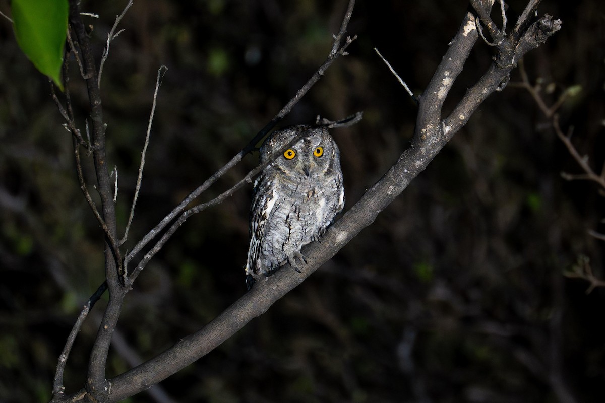 African Scops-Owl (African) - ML639664889