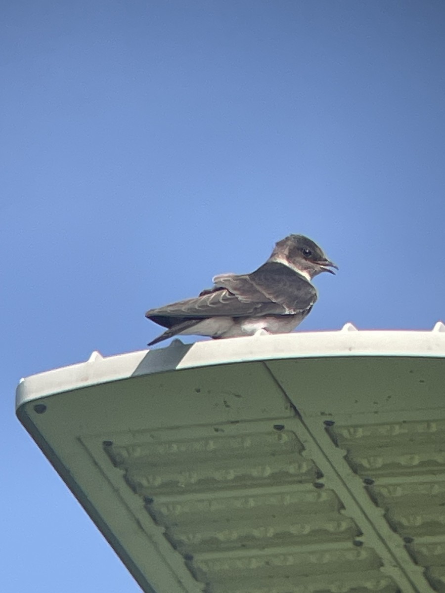 Purple Martin - ML639664891
