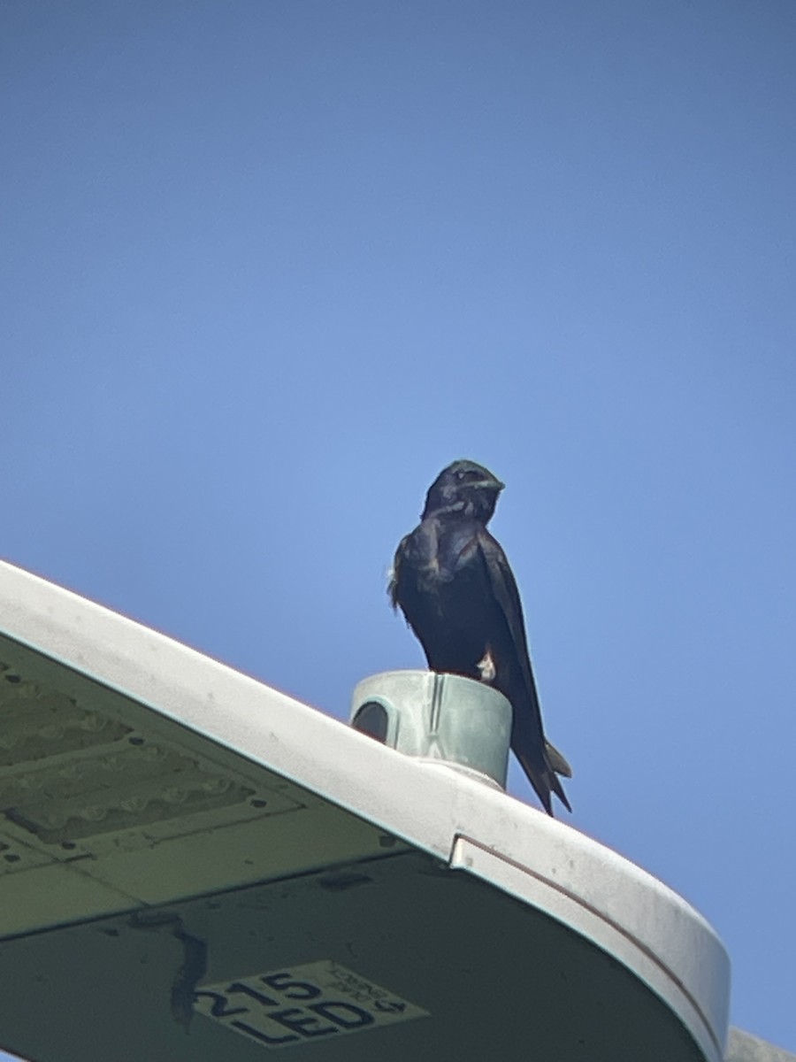 Purple Martin - ML639664892