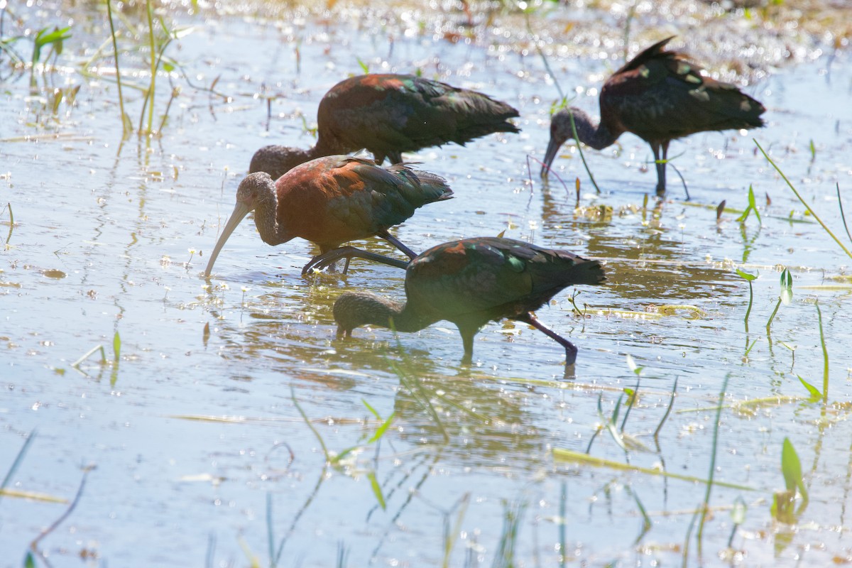 White-faced Ibis - ML639664894