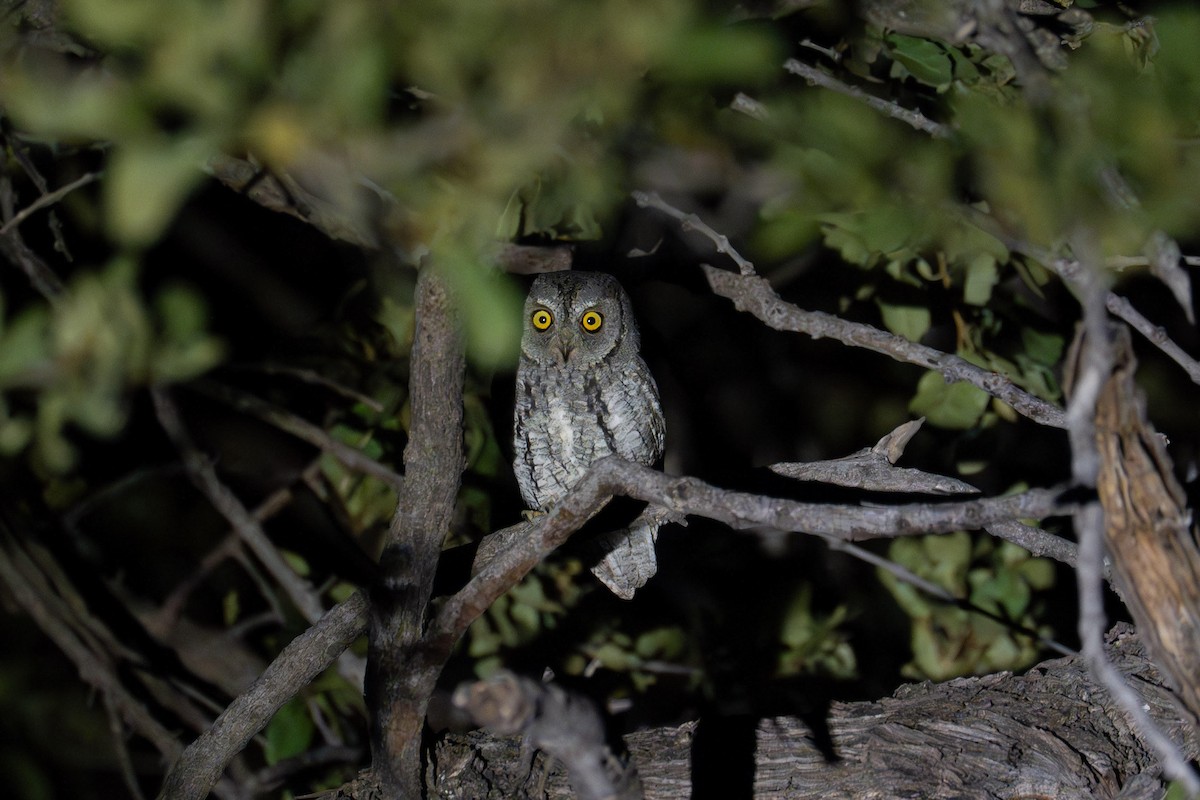 African Scops-Owl (African) - ML639664902