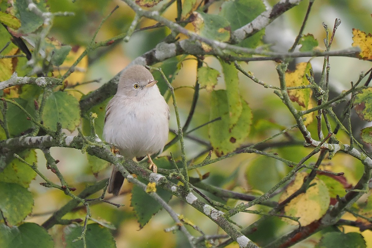 Asian Desert Warbler - ML639664921