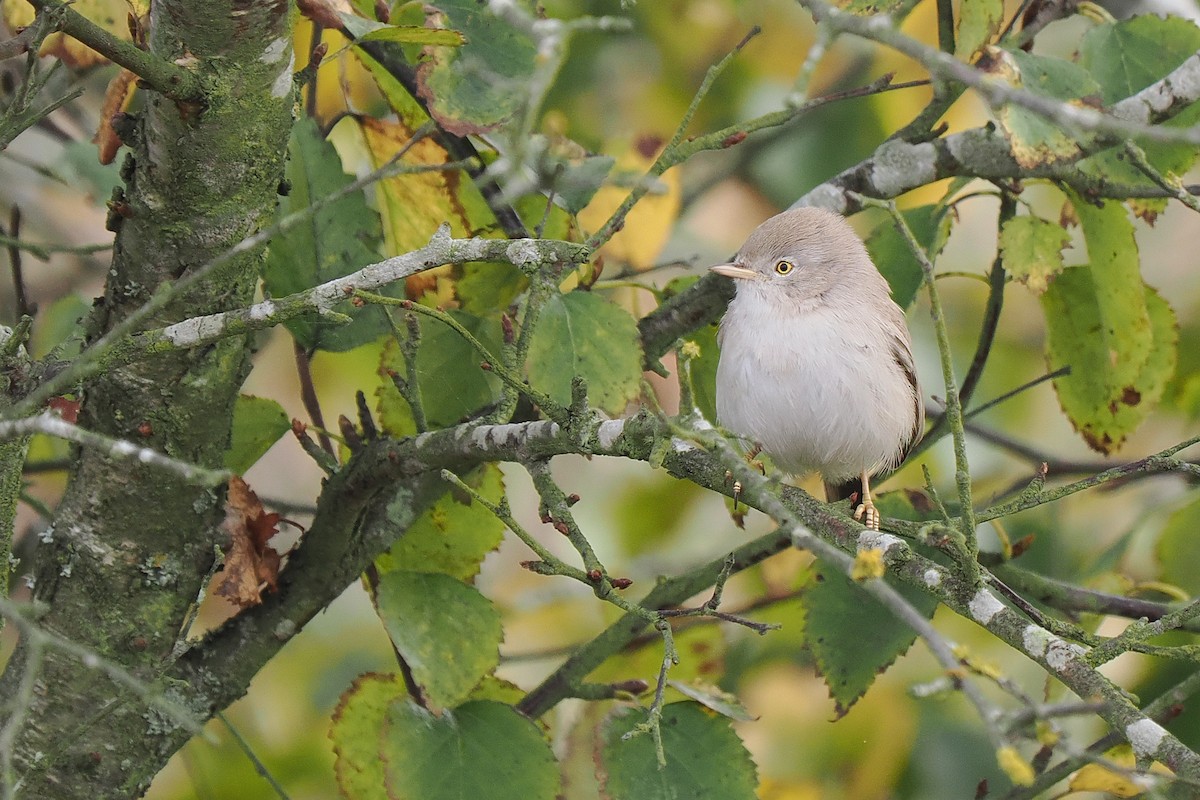 Asian Desert Warbler - ML639664922