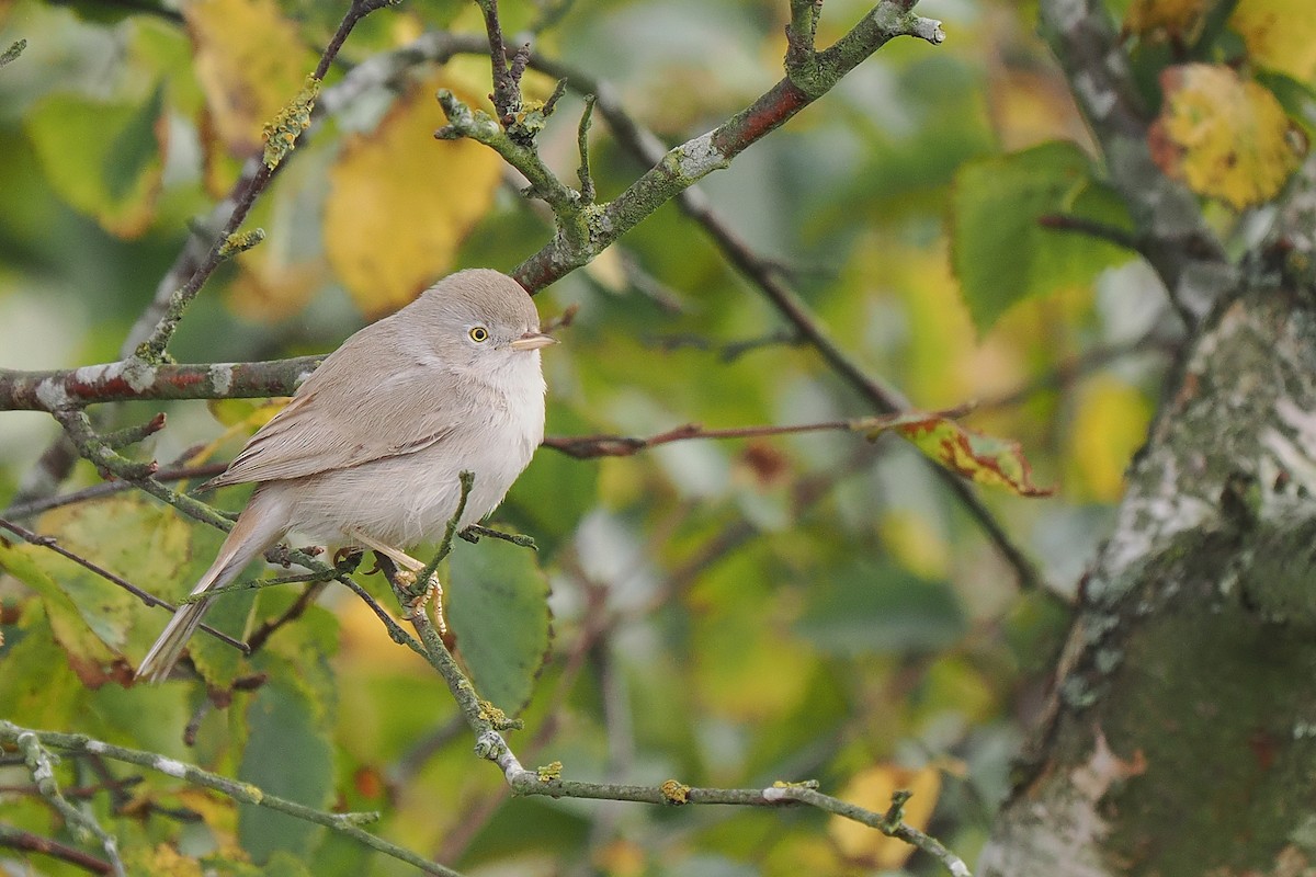 Asian Desert Warbler - ML639664923