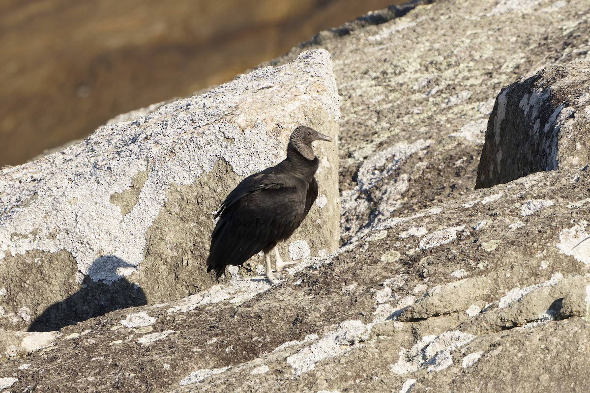 Black Vulture - ML639664959