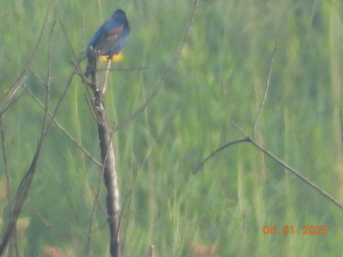 Blue Grosbeak - ML639665008