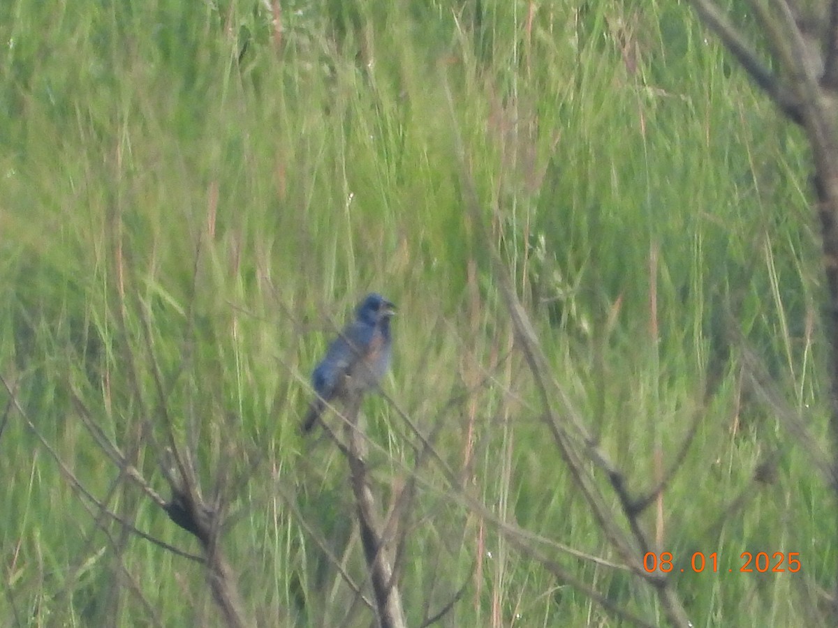 Blue Grosbeak - ML639665016