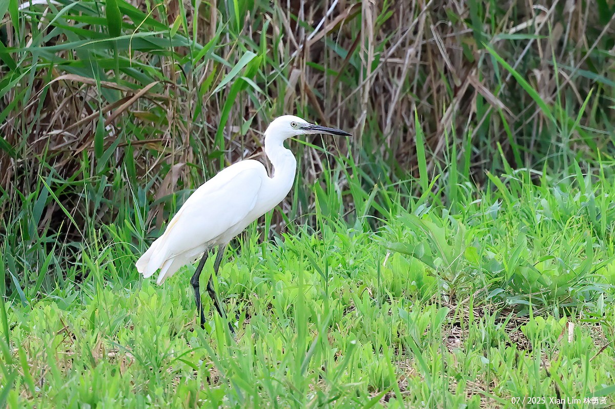 Little Egret - ML639665063
