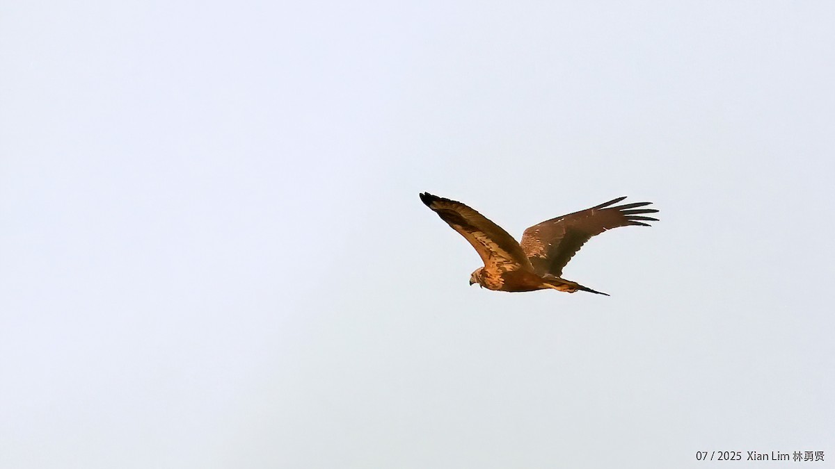 Eastern Marsh Harrier - ML639665066