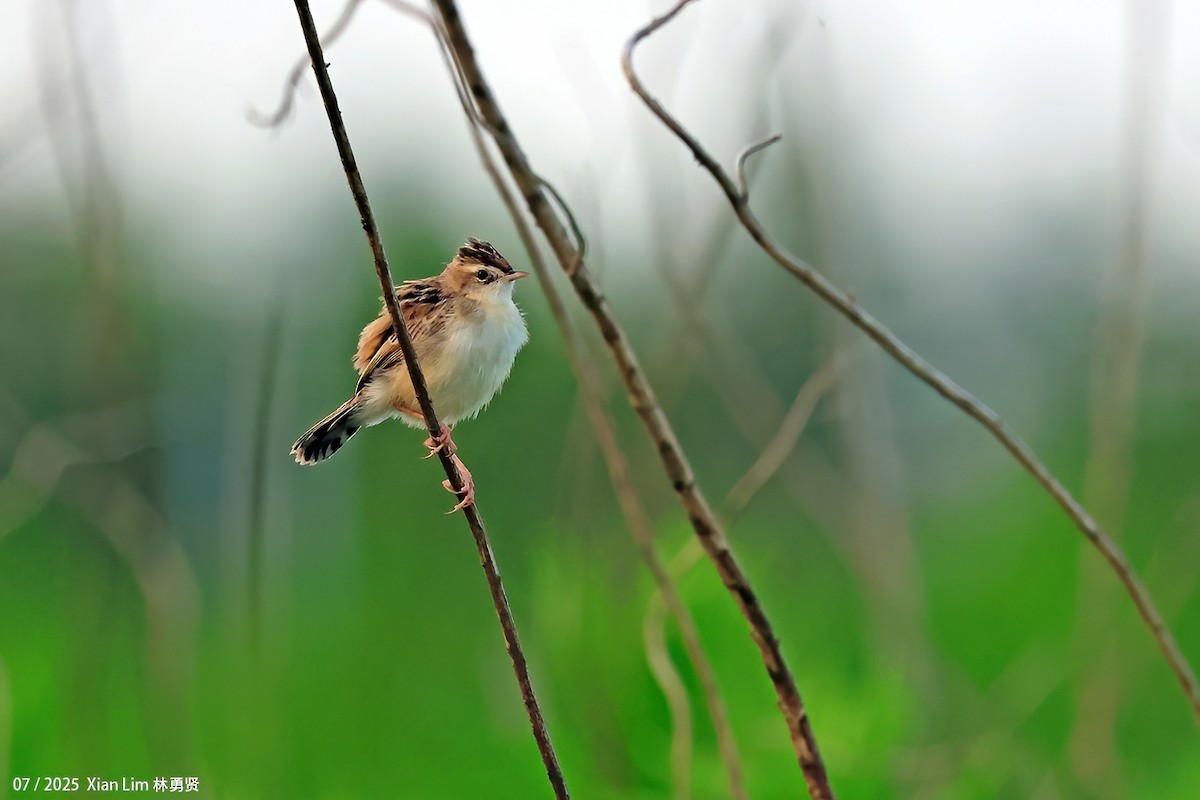 Zitting Cisticola - ML639665069