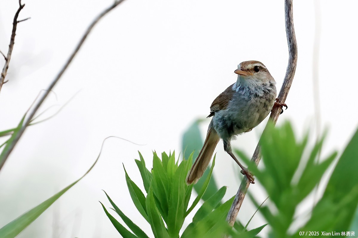 Manchurian Bush Warbler - ML639665075