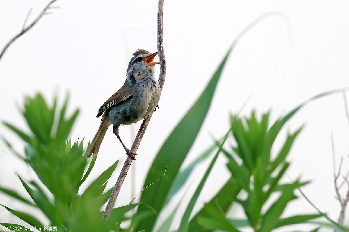 Manchurian Bush Warbler - ML639665076