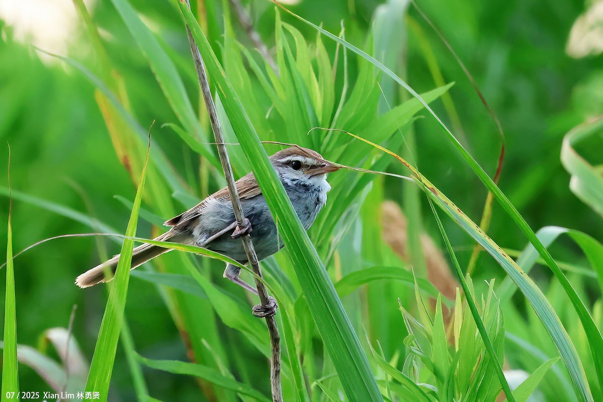 Manchurian Bush Warbler - ML639665077