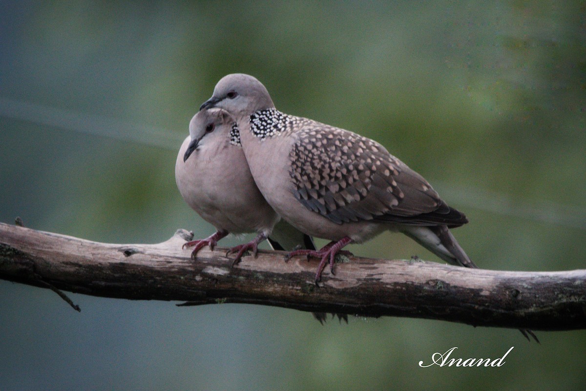 Spotted Dove - ML639665100