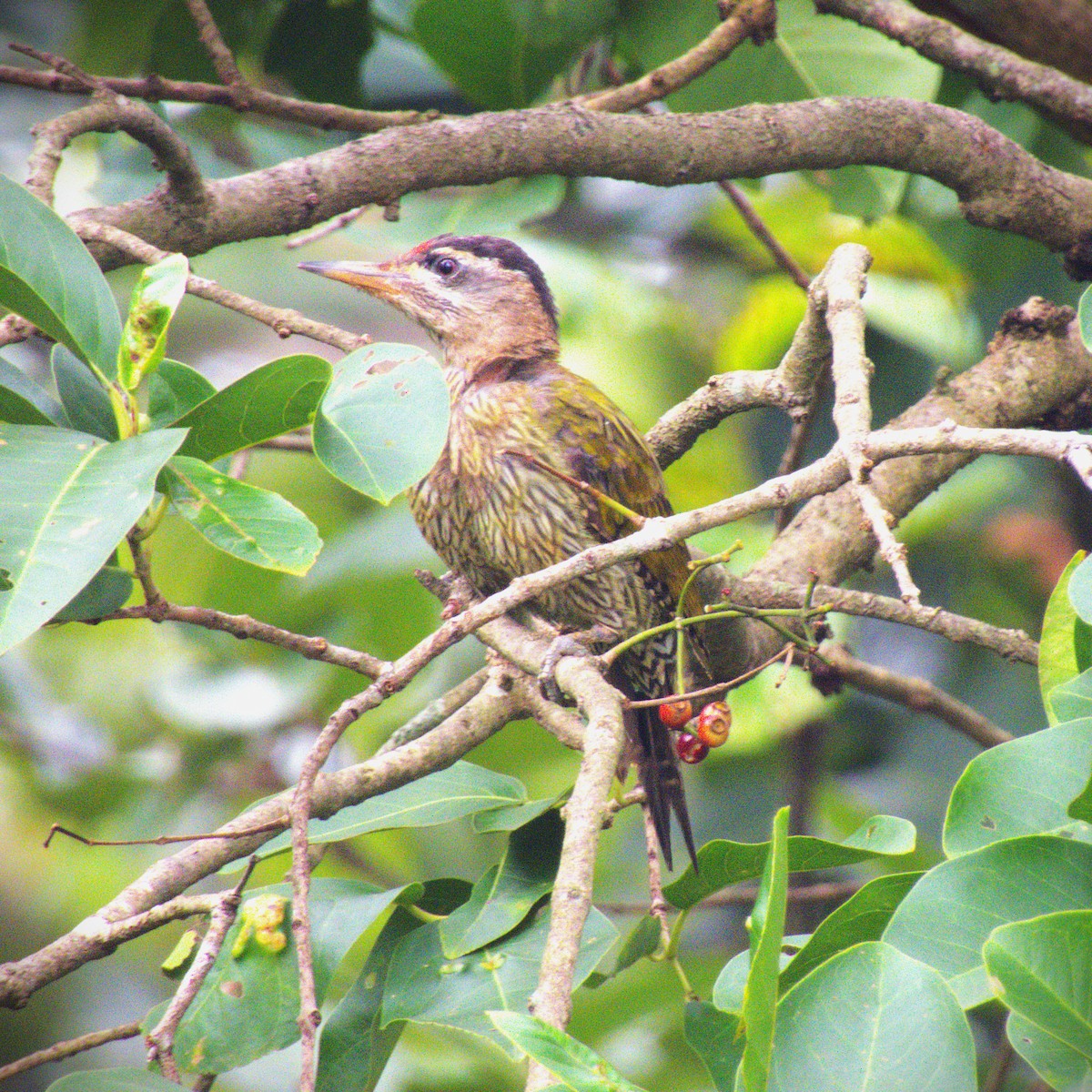 Streak-throated Woodpecker - ML639665117