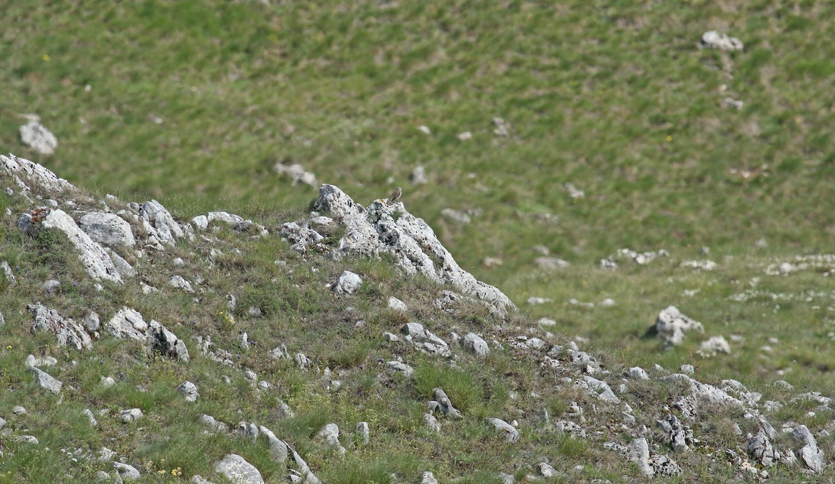 Water Pipit - ML639665131