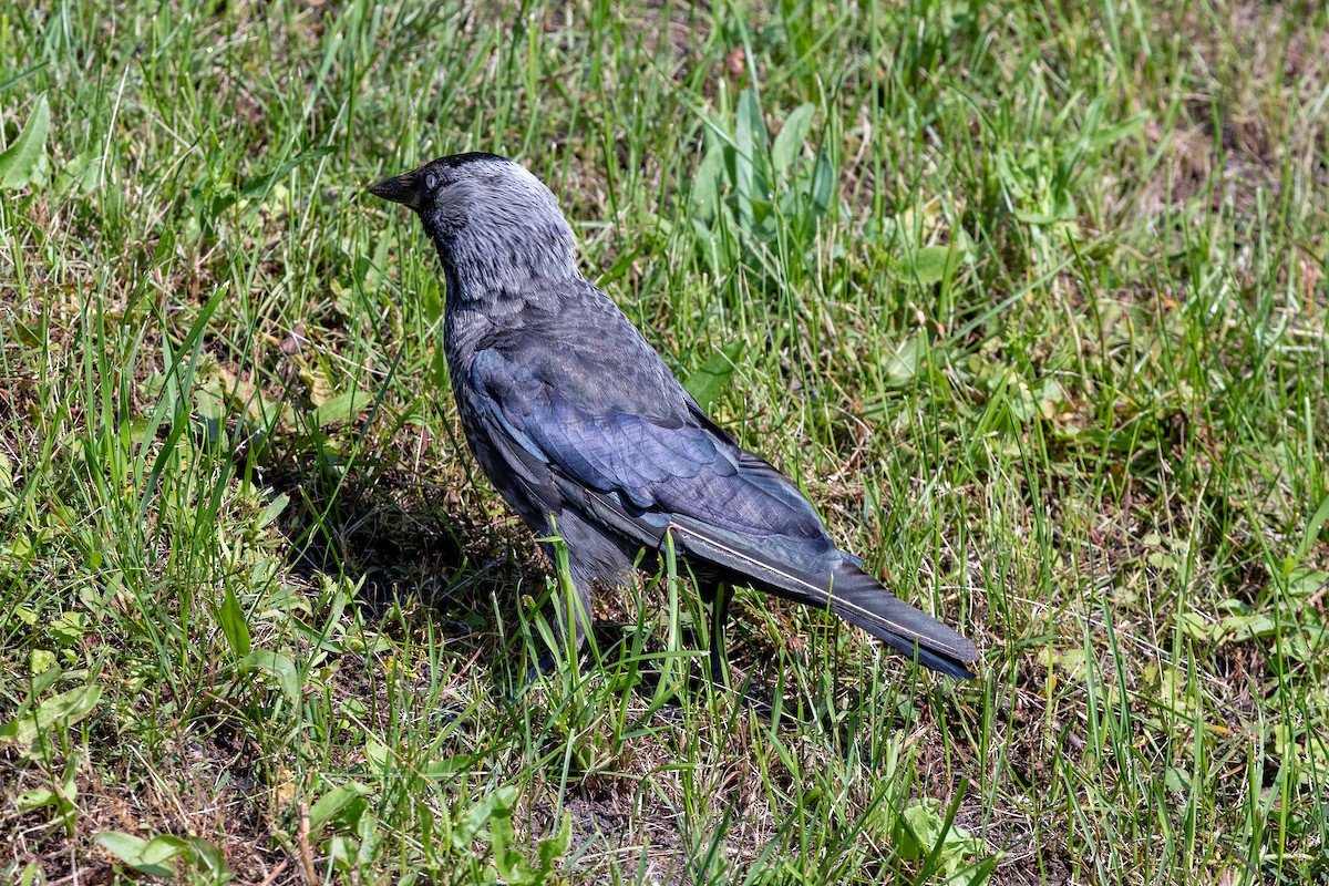 Eurasian Jackdaw - ML639665252