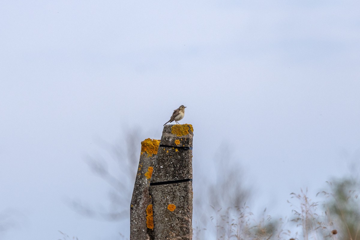 Water Pipit - ML639665307