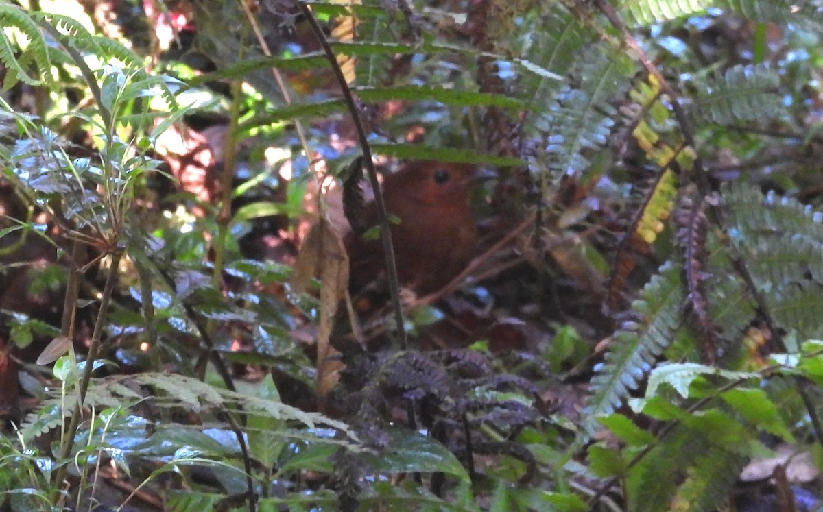 Chestnut Antpitta - ML639665326