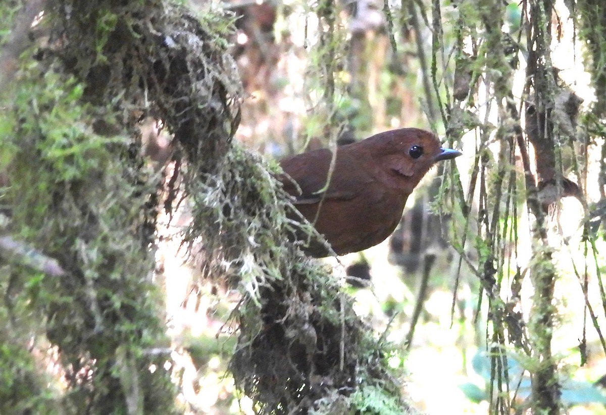Chestnut Antpitta - ML639665327