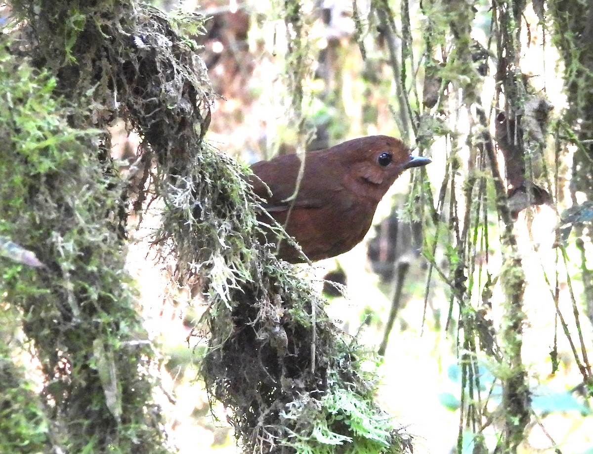 Chestnut Antpitta - ML639665328