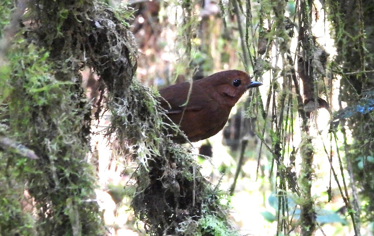 Chestnut Antpitta - ML639665329