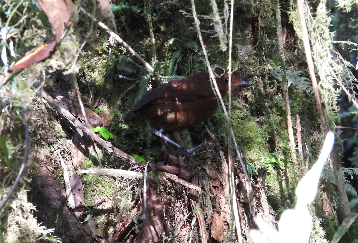 Chestnut Antpitta - ML639665330