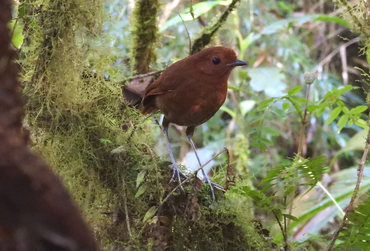 Chestnut Antpitta - ML639665331