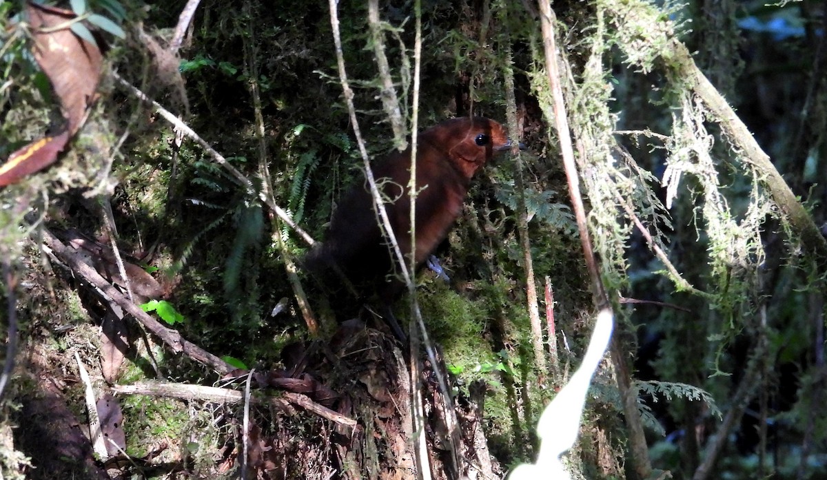 Chestnut Antpitta - ML639665332