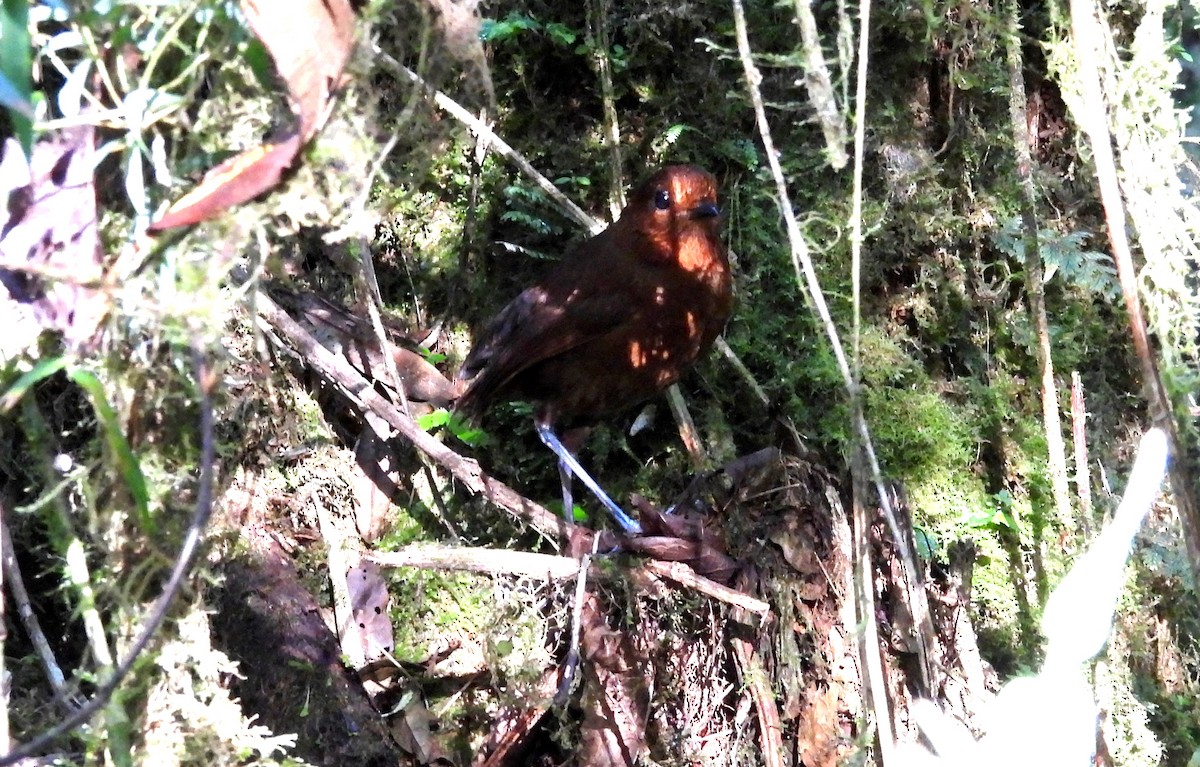 Chestnut Antpitta - ML639665333