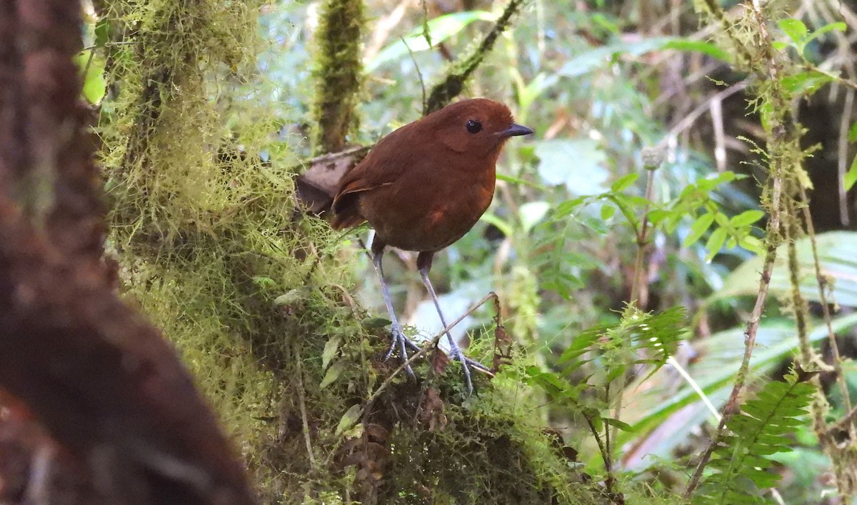 Chestnut Antpitta - ML639665334