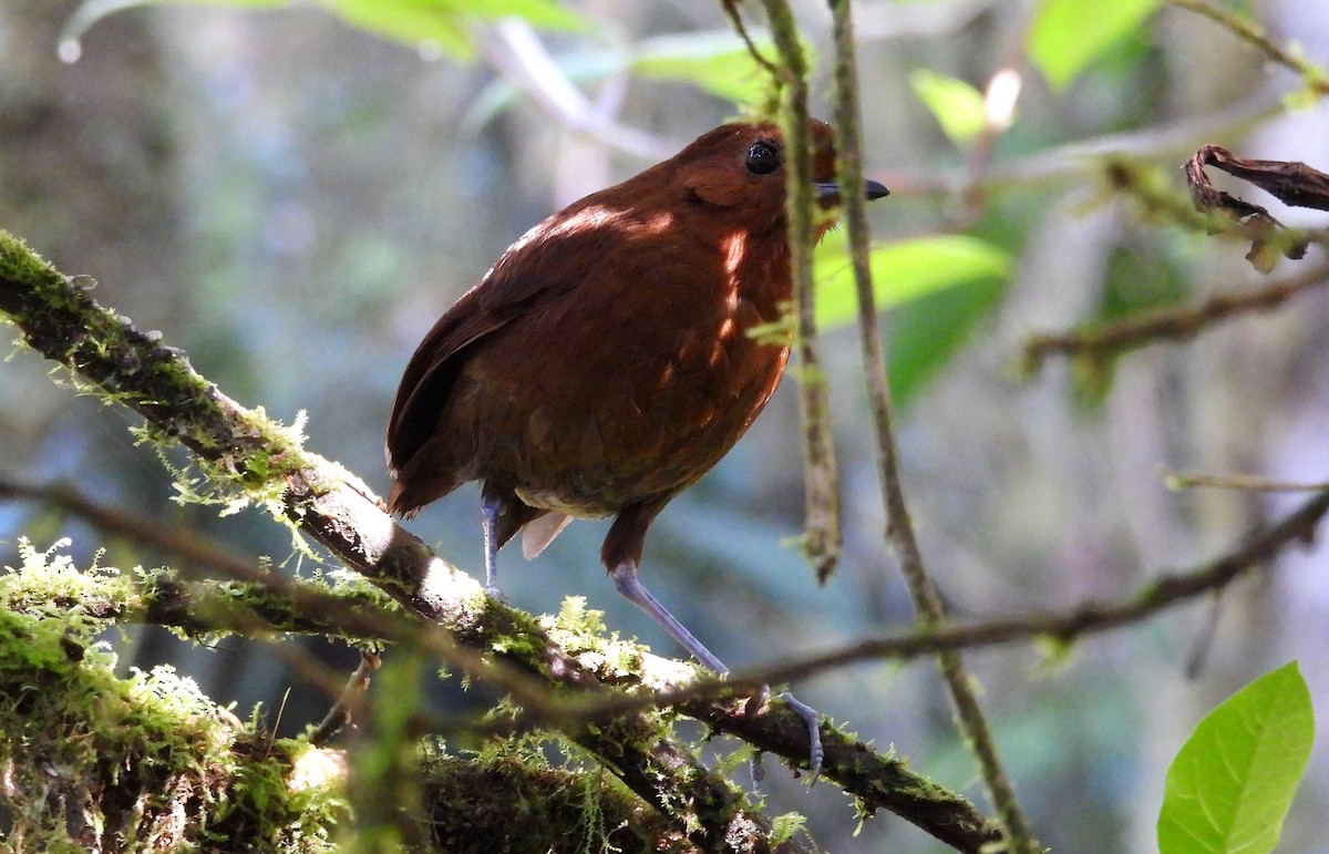 Chestnut Antpitta - ML639665335
