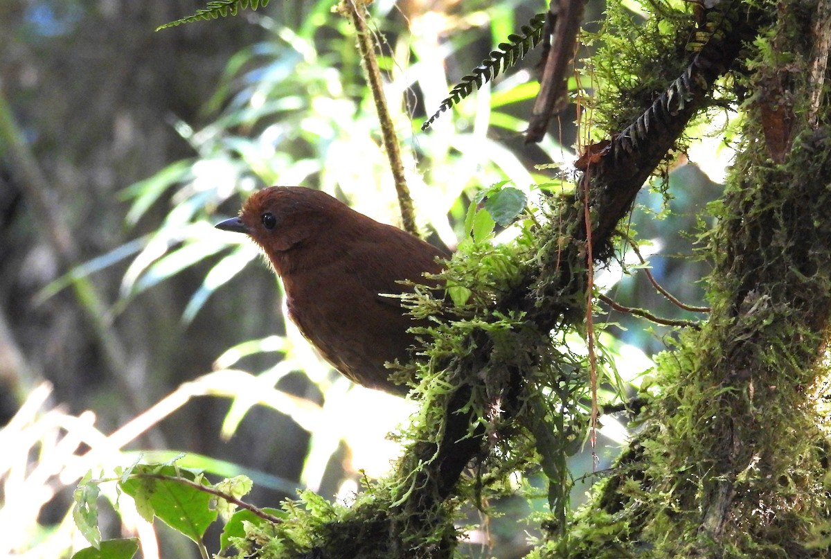 Chestnut Antpitta - ML639665336