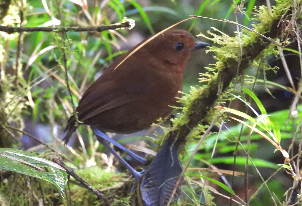 Chestnut Antpitta - ML639665337